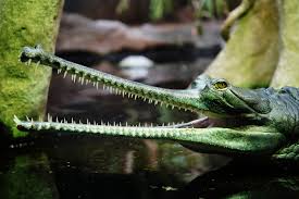gavial