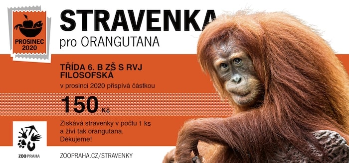 orangutan